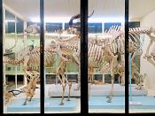 museo giacomo doria genua 7-2019 7738)